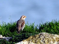 Bruant des neiges, plectrophenax vivalis