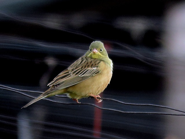 Bruant ortolan, emberiza hortulana