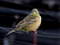 Bruant ortolan, emberiza hortulana