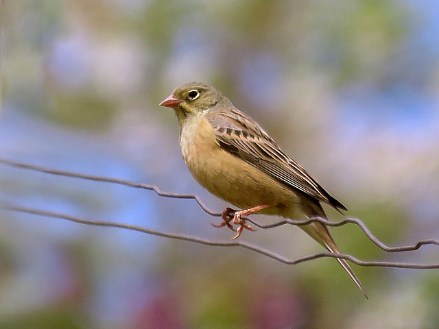 Bruant ortolan, emberiza hortulana