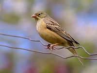 Bruant ortolan, emberiza hortulana