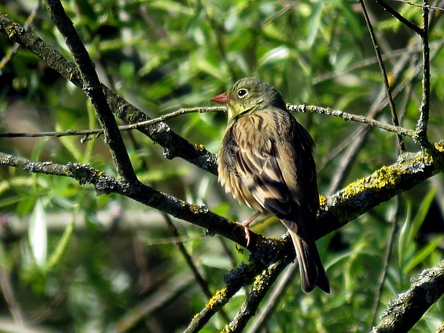 Bruant ortolan, emberiza hortulana