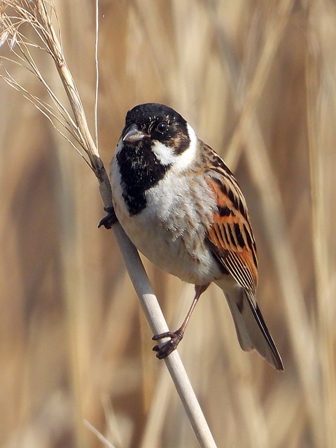 Bruant des roseaux, emberiza schoeniclus