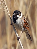 Bruant des roseaux, emberiza schoeniclus