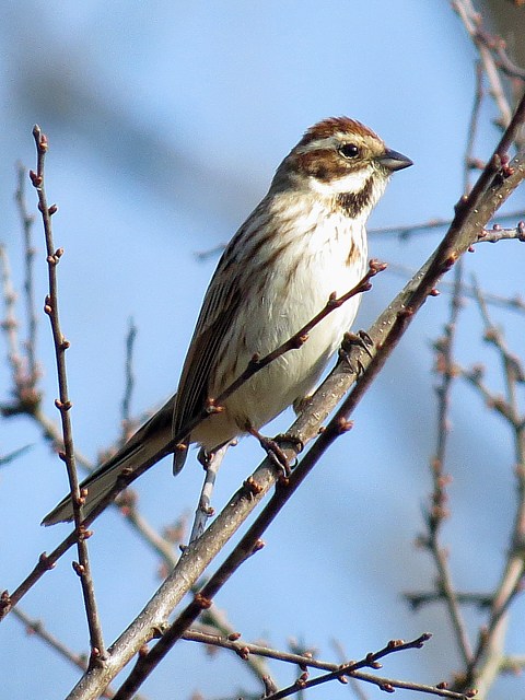 Bruant des roseaux