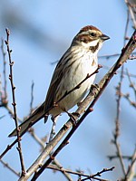 Bruant des roseaux