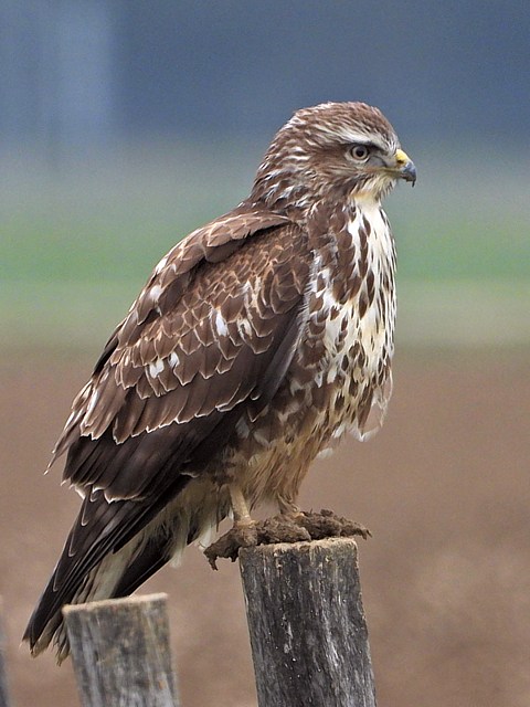Buse variable en vol