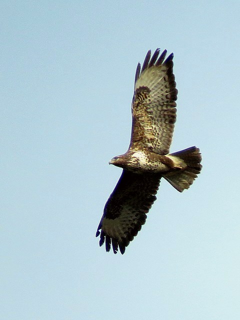 Buse variable en vol