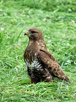 Buse variable à terre