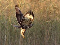 Envol d'une buse variable