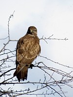 Buse variable à l'affût