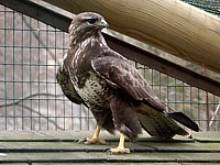 Buse variable soignée
