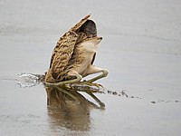 Butor étoilé sur la glace