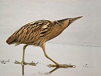 Butor étoilé en hiver