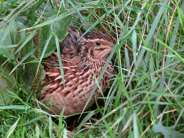 Caille des bls, coturnix coturnix