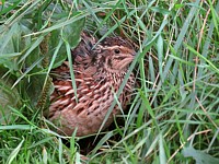 Caille des blés, coturnix coturnix