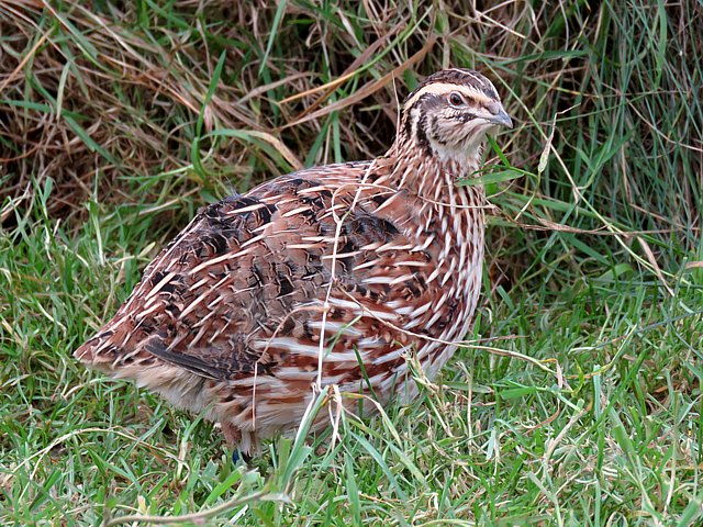 Caille des bls, coturnix coturnix