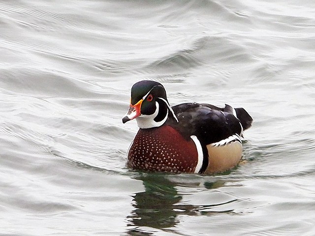 Canard Carolin, aix sponsa