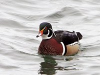 Canard Carolin, aix sponsa