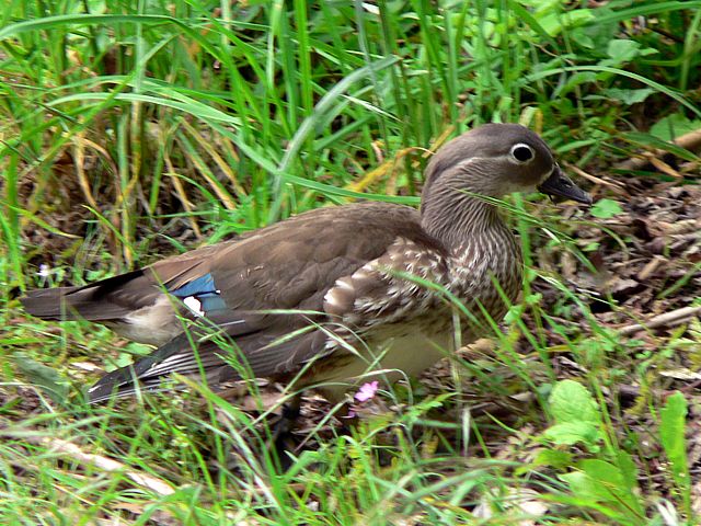 Femelle canard carolin