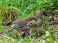 Canard Carolin, femelle