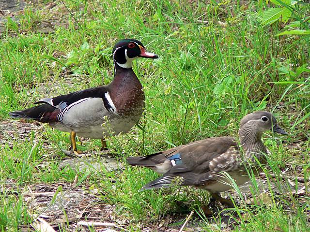 Canard Carolin, mle et femelle