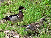 Couples de canards carolins