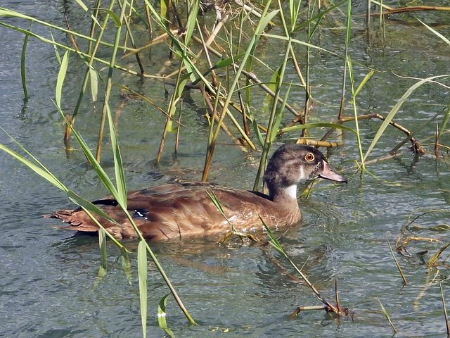 Canard Carolin, mle et femelle