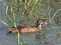Canard Carolin, juvénile