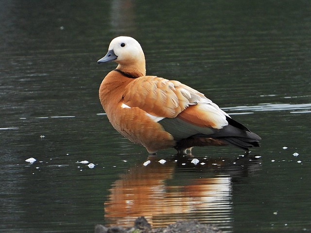 Tadorne casarca, tadorna ferruginea