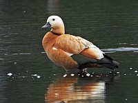Tadornes casarca, tadorna ferruginea
