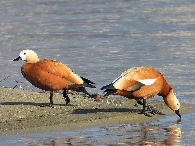 Tadornes casarca, tadorna ferruginea