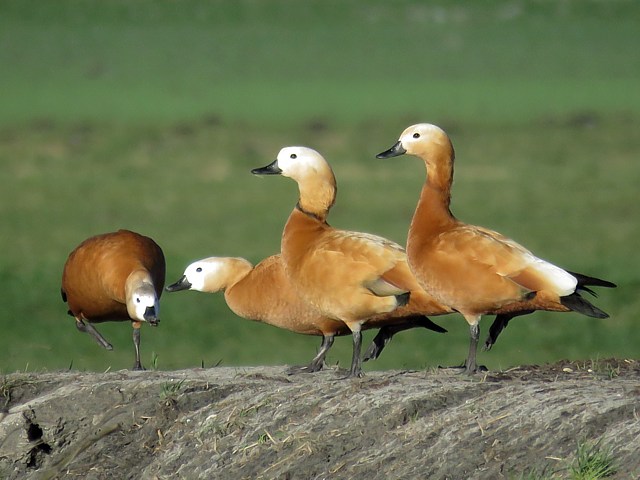 Tadornes casarca