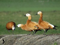 Vol de tadornes casarca
