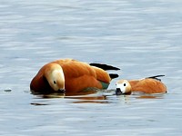 Tadornes casarca, tadorna ferruginea