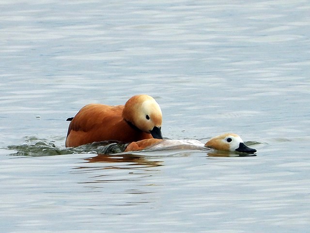 Accouplement de tadornes casarca