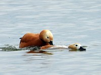 Accouplement de tadornes casarca