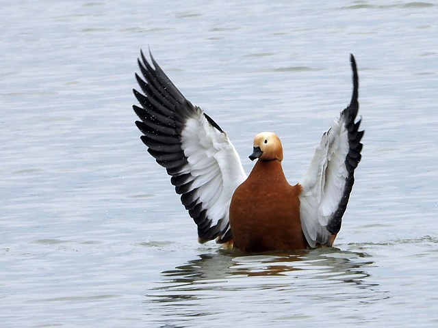Tadorne casarca ouvrant les ailes