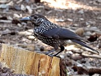 Cassenoix moucheté, nucifraga caryocatactes