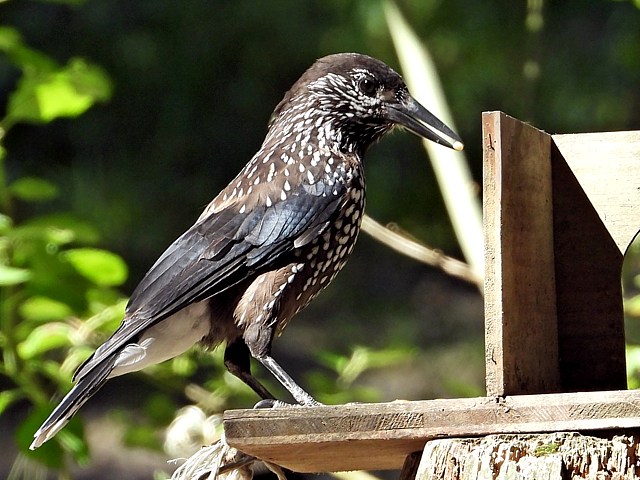 Cassenoix moucheté, nucifraga caryocatactes