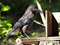 Cassenoix moucheté, nucifraga caryocatactes