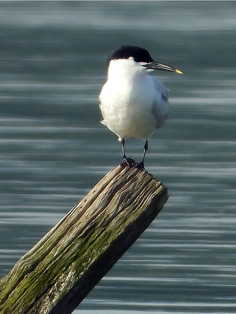 Sterne caugek, sterna sandvicensis