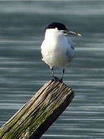 Sterne caugek, sterna sandvicensis