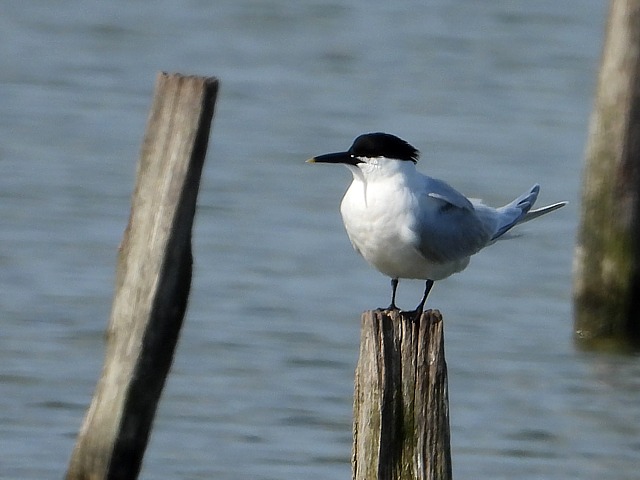 Sterne caugek, sterna sandvicensis