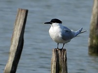 Sterne caugek, sterna sandvicensis