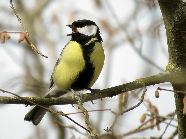 Msange charbonnire, parus major