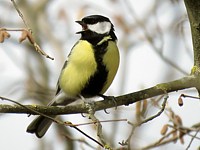 Mésange charbonnière, parus major