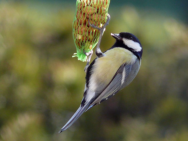 Msange charbonnire, parus major