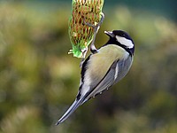 Mésange charbonnière