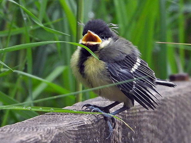 Mésange charbonnière, oisillon